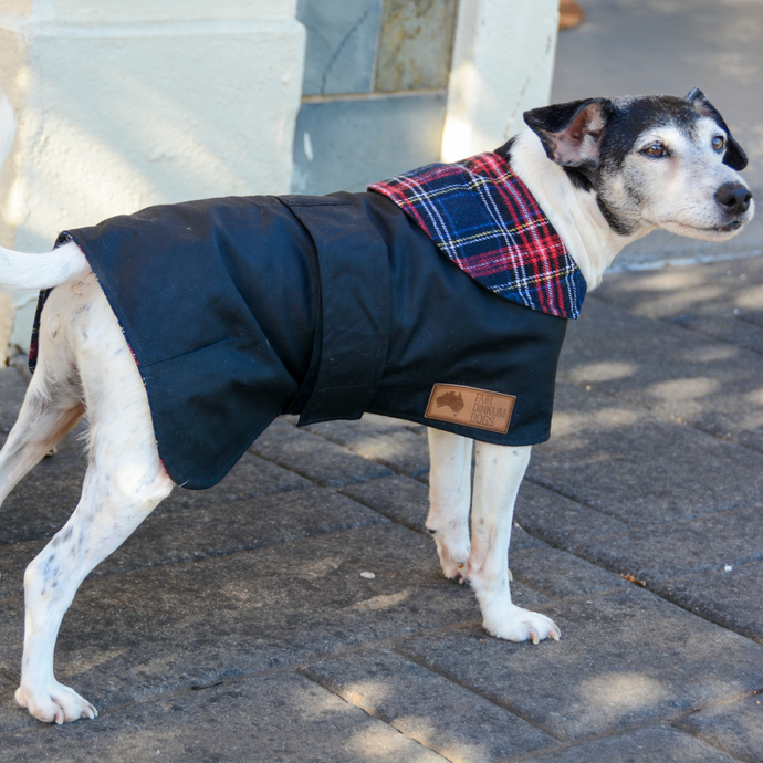 Oilskin Dog Coats: Practicality, Style, and Protection for Your Pooch