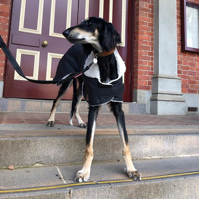 Fair Dinkum Quality Dog Coats