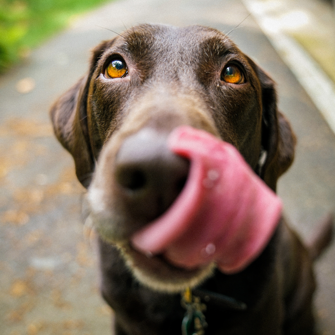 Raw Food vs. Dry Food Diet for Dogs: Weighing the Pros and Cons