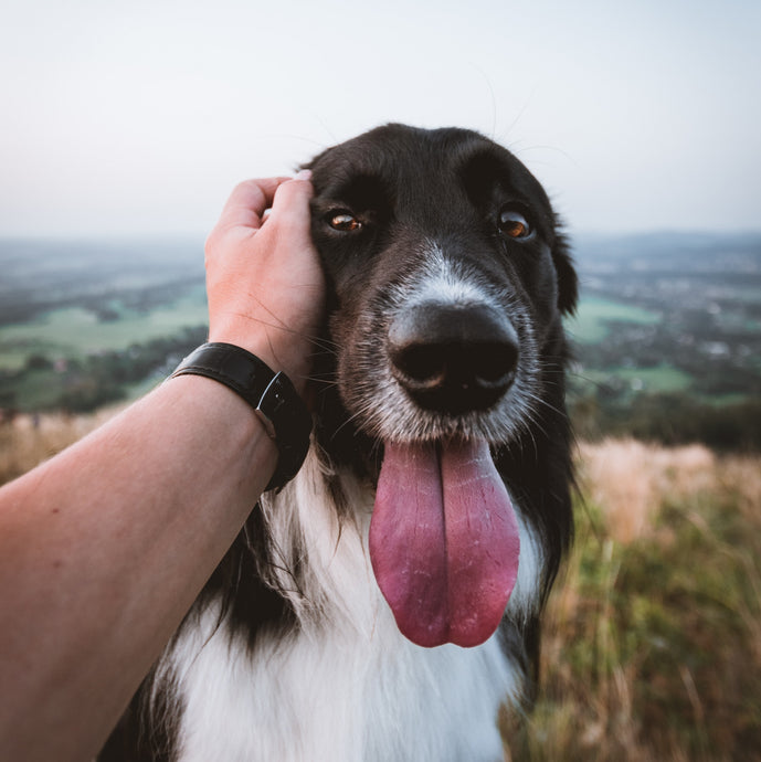 BEST MATE FOR LIFE