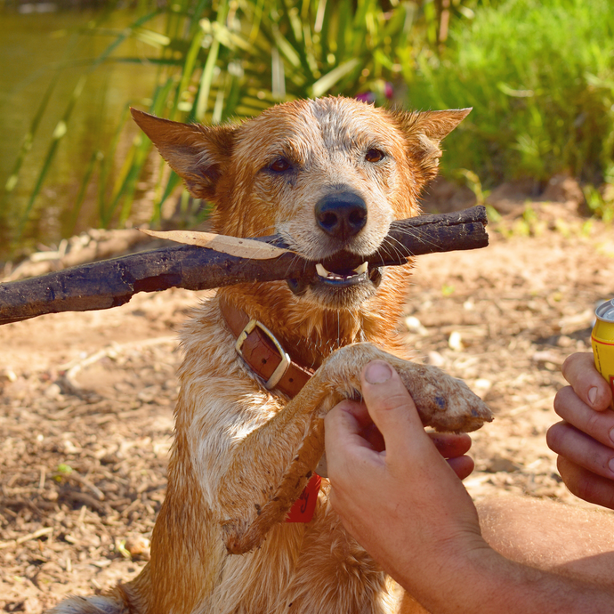 Why I never throw a stick