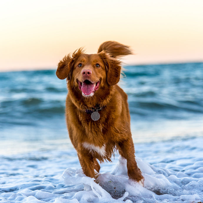 CARING FOR YOUR BEST MATE ON HOT DAYS