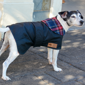 Waterproof Dog Coat / Collar Design / Cool Cotton Lining