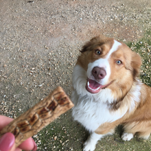 Load image into Gallery viewer, A dog craving for Grain-Free Beef, Chicken, or Roo Sticks which are gluten free and grain free. made up of Chicken, Beef or kangaroo meat, potato Starch, sugar, salt, sodium sorbet, maltitol syrup and food-grade colouring