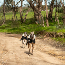 Load image into Gallery viewer, Whippet / Lurcher / Italian Greyhound Waterproof dog coat - Collar design - Reflective Strips