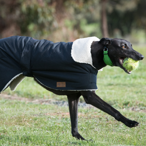 Grey Hound playing with ball in Waterproof dog coat - Collar design