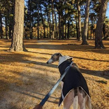 Load image into Gallery viewer, Grey Hound Waterproof dog coat - collar design