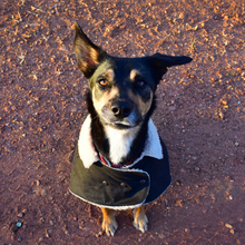 Load image into Gallery viewer, Luna Collar Waterproof Dog Coat