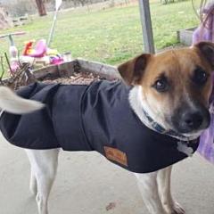 Waterproof dog coat - Regular design