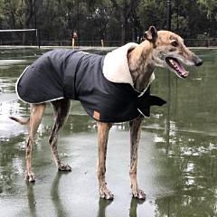 Grey Hound Waterproof dog coat - collar design