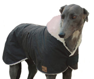 Grey Hound in Waterproof dog coat - collar design