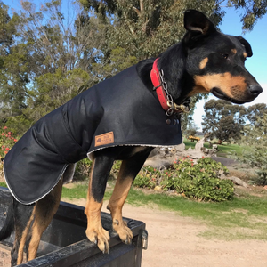 Waterproof dog coat - Regular design