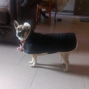 Waterproof Dog Coat - Collar Folded Up