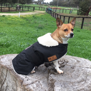 Custom made Waterproof Dog Coat - Collar Design