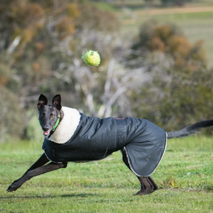 Grey Hound Waterproof dog coat - collar design