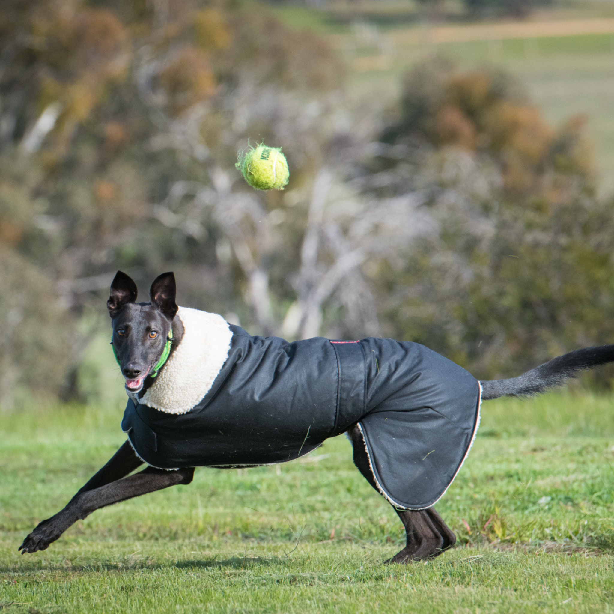 Lightweight online greyhound coats