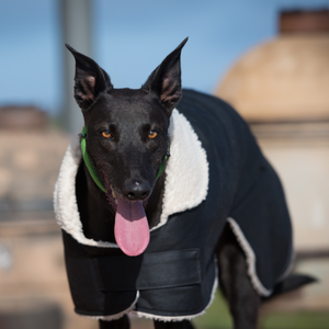 Grey Hound Waterproof dog coat - collar design