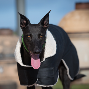 Lightweight Waterproof Dog Coat - Greyhound Design
