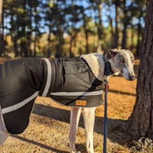 Grey Hound Waterproof dog coat - collar design - Reflective strips