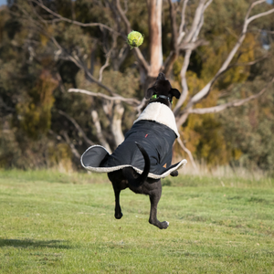 Grey Hound chasing ball in Waterproof dog coat - Collar design